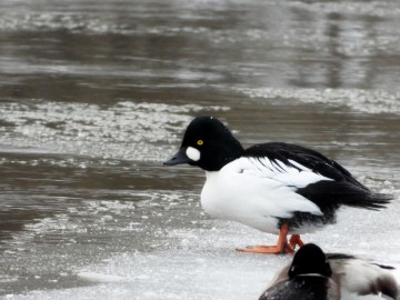 Zima w Spalskim Parku Krajobrazowym, <p>gągoł</p>